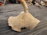 Hydnum oregonense image