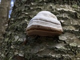 Fomes excavatus image