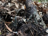 Xylaria polymorpha image