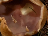 Sarcosphaera coronaria image