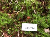 Psilocybe montana image