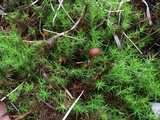 Psilocybe montana image