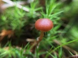 Psilocybe montana image