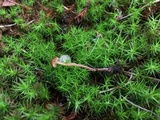 Psilocybe montana image