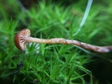 Psilocybe montana image
