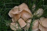 Lyophyllum decastes image