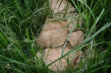 Lyophyllum decastes image