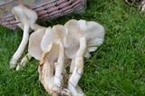 Lyophyllum decastes image
