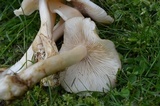 Lyophyllum decastes image