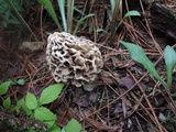 Morchella prava image