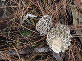 Morchella prava image