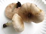 Pluteus petasatus image
