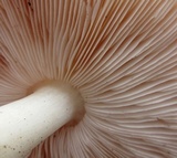 Pluteus petasatus image