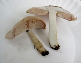 Pluteus petasatus image