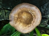 Lentinus strigosus image