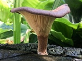Panus neostrigosus image