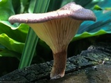 Panus neostrigosus image