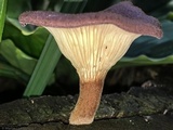 Lentinus strigosus image