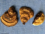 Ganoderma zonatum image