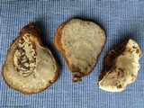 Ganoderma zonatum image