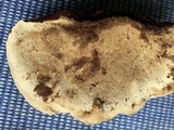 Ganoderma zonatum image