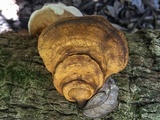 Ganoderma zonatum image