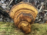 Ganoderma zonatum image