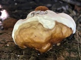 Ganoderma zonatum image