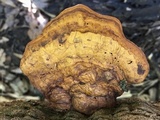 Ganoderma zonatum image