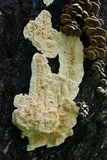 Schizopora paradoxa image