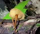 Xeromphalina tenuipes image