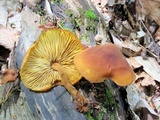 Xeromphalina tenuipes image