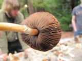 Agaricus micromegethus image