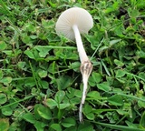 Xerula megalospora image