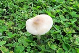 Xerula megalospora image