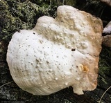 Xylobolus subpileatus image