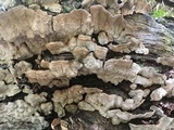 Xylobolus subpileatus image