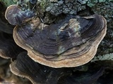 Xylobolus subpileatus image