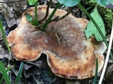 Laetiporus persicinus image