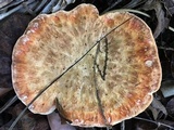 Laetiporus persicinus image