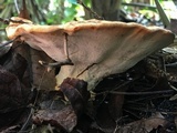 Laetiporus persicinus image