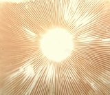 Pluteus petasatus image