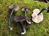 Entoloma pigmentosipes image