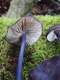 Entoloma pigmentosipes image