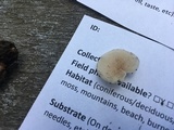 Entoloma byssisedum image