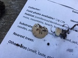 Entoloma byssisedum image