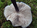 Entoloma pigmentosipes image