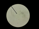 Ampulloclitocybe clavipes image
