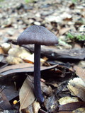 Entoloma pigmentosipes image
