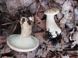 Ampulloclitocybe clavipes image